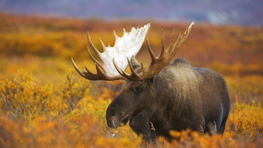 Wildlife Denali - Highlights Alaska in 8 dagen | US Travel